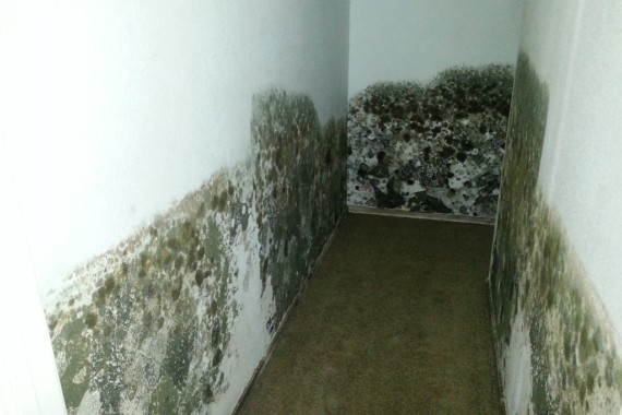 Mould – What Can You Do?